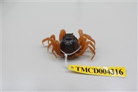 藏品(短指和尚蟹)的圖片